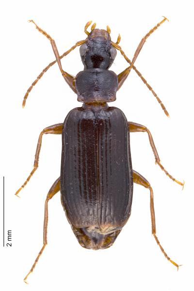   - Dromius quadraticollis
