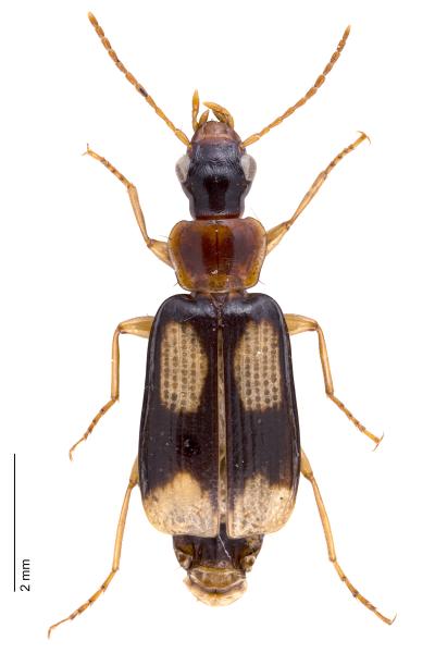   - Dromius quadrimaculatus