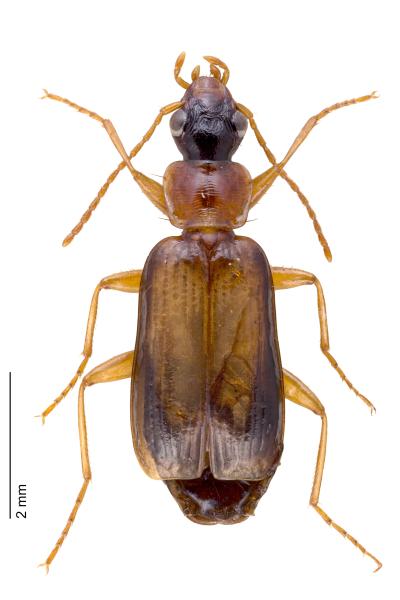   - Dromius schneideri