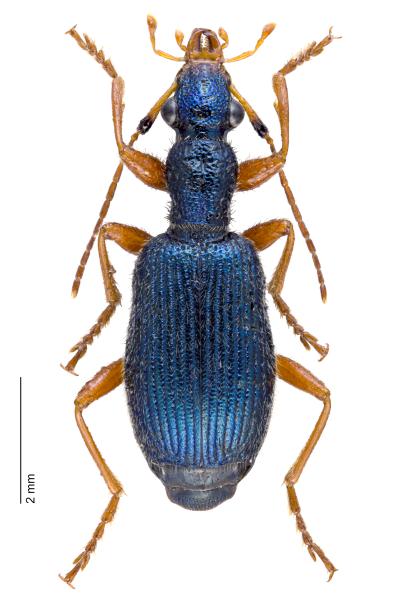   - Drypta dentata