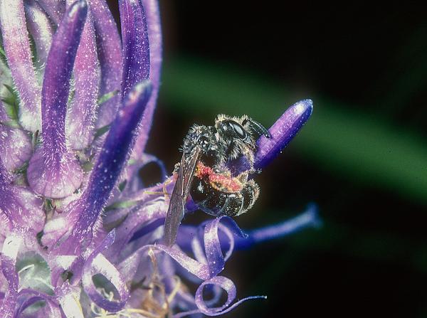 Wildbienen der Schweiz Alpen-Glanzbiene - Dufourea alpina