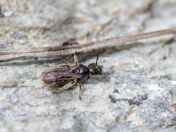 Wildbienen der Schweiz Alpen-Glanzbiene - Dufourea alpina