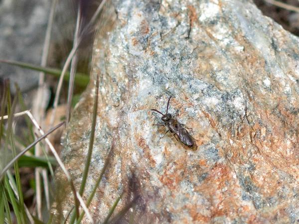 Wildbienen der Schweiz Alpen-Glanzbiene - Dufourea alpina