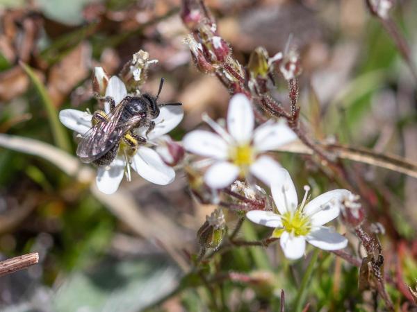 Wildbienen der Schweiz Gebirgs-Glanzbiene - Dufourea paradoxa