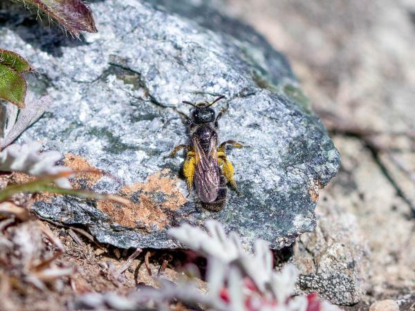 Wildbienen der Schweiz Gebirgs-Glanzbiene - Dufourea paradoxa