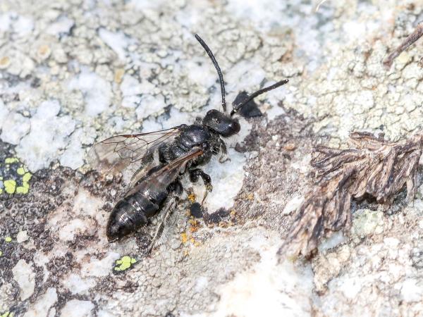 Wildbienen der Schweiz Gebirgs-Glanzbiene - Dufourea paradoxa