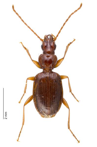   - Duvalius longhii longhii