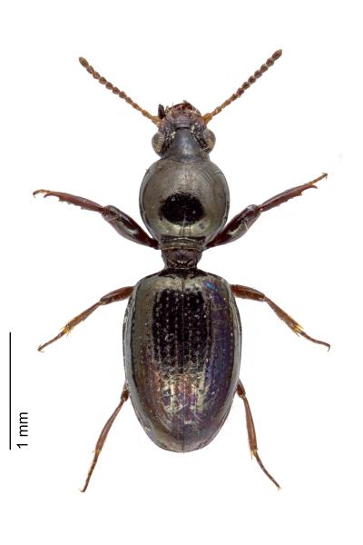   - Dyschirius abditus