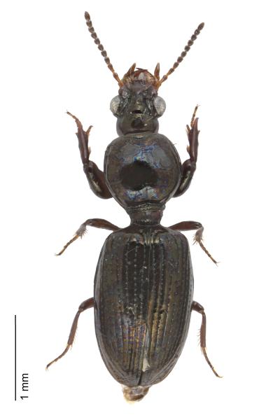   - Dyschirius aeneus aeneus