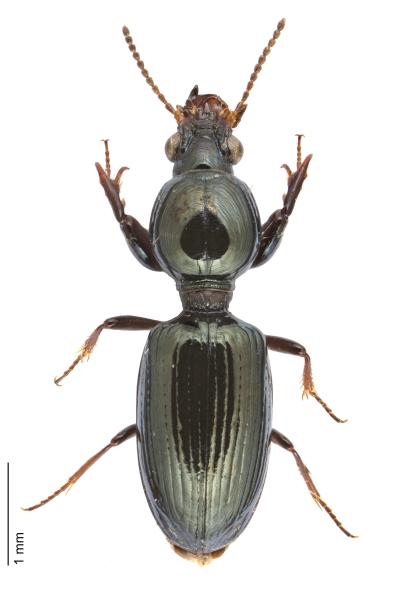   - Dyschirius agnatus