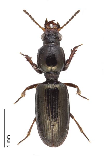   - Dyschirius angustatus
