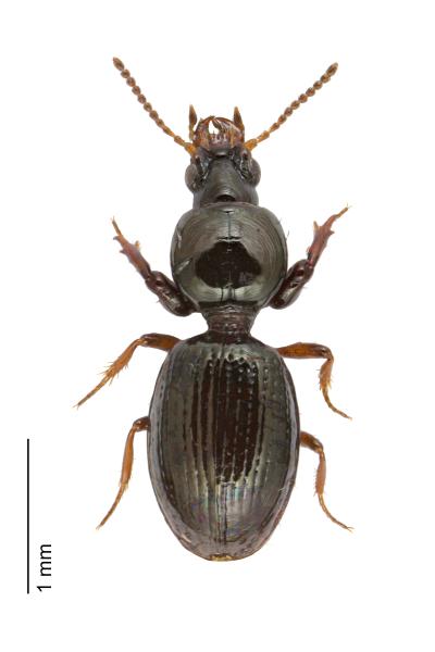   - Dyschirius globosus