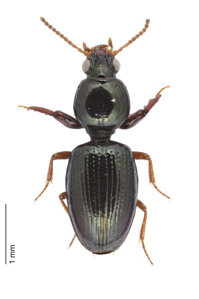   - Dyschirius gracilis gracilis