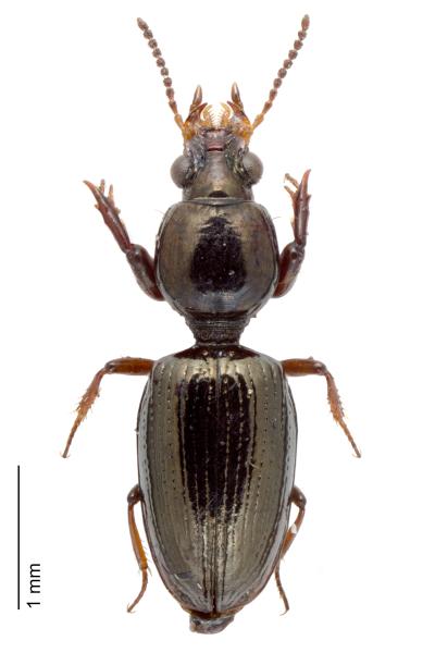   - Dyschirius intermedius