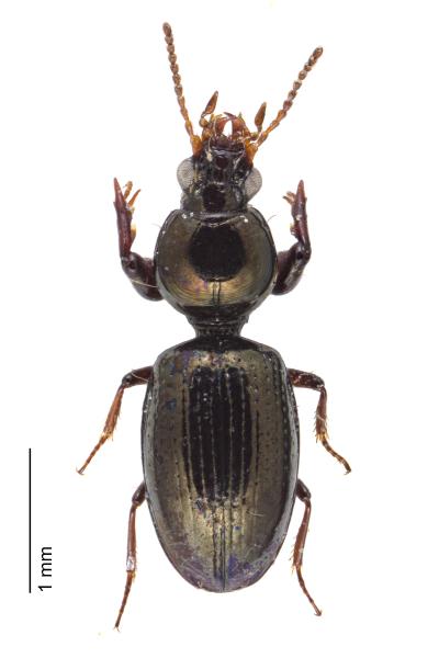  - Dyschirius laeviusculus