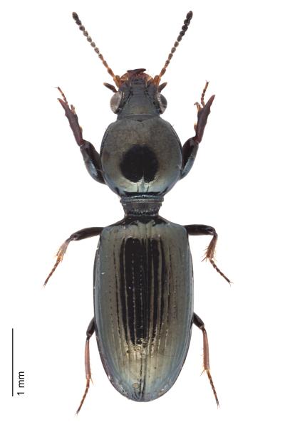   - Dyschirius nitidus nitidus
