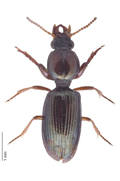   - Dyschirius politus politus