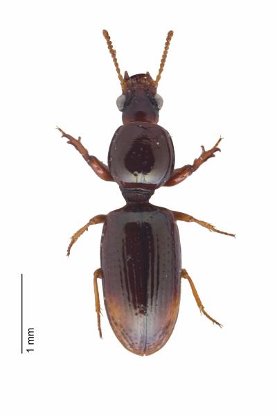   - Dyschirius substriatus substriatus