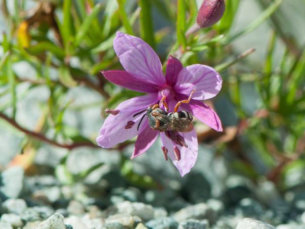 Les abeilles sauvages de Suisse Epéole alpin - Epeolus alpinus
