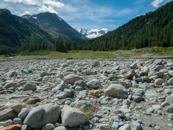 Les abeilles sauvages de Suisse Epéole alpin - Epeolus alpinus