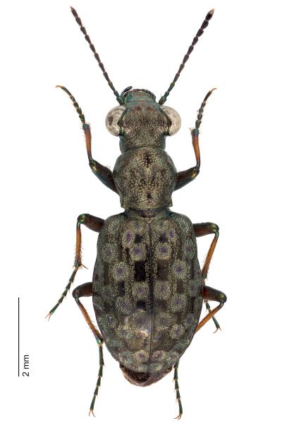  - Elaphrus aureus aureus