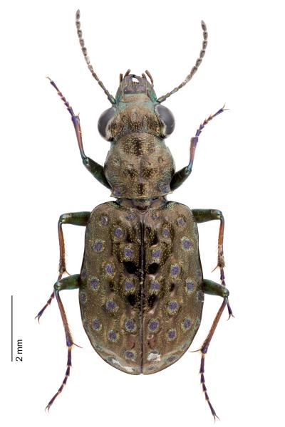   - Elaphrus cupreus