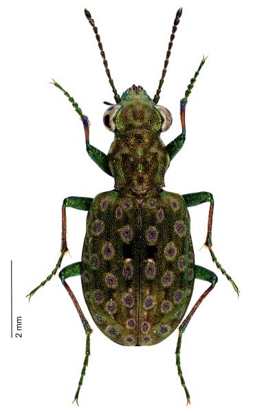   - Elaphrus riparius