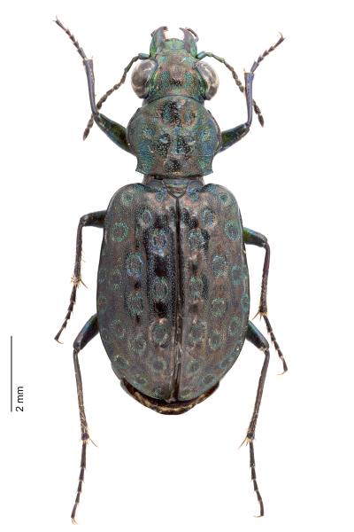   - Elaphrus uliginosus