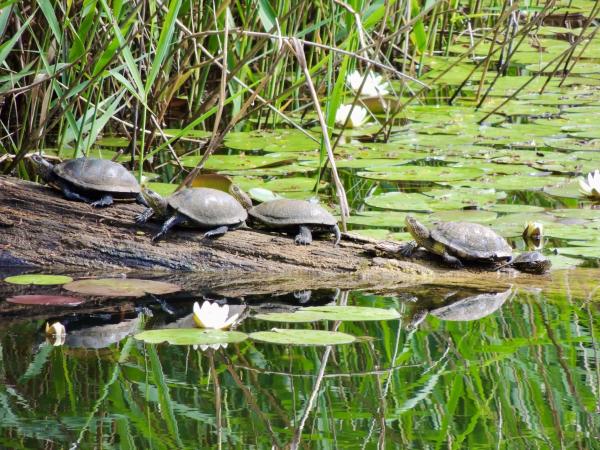 Les espèces néozones de Suisse Trachémyde à tempes rouges - Trachemys scripta elegans
