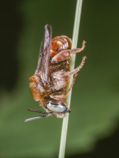 Wildbienen der Schweiz Schmuckbiene - Epeoloides coecutiens