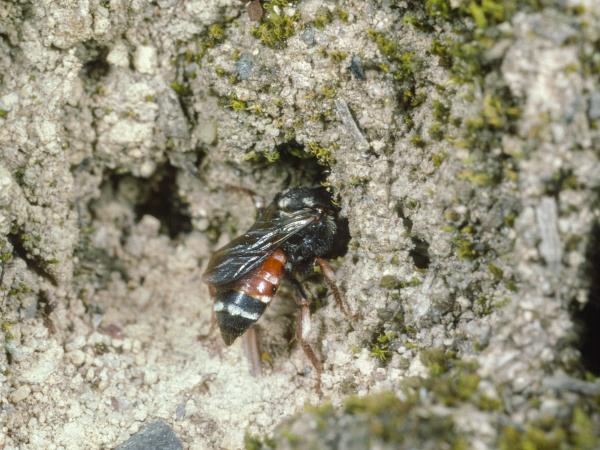 Wildbienen der Schweiz Schmuckbiene - Epeoloides coecutiens