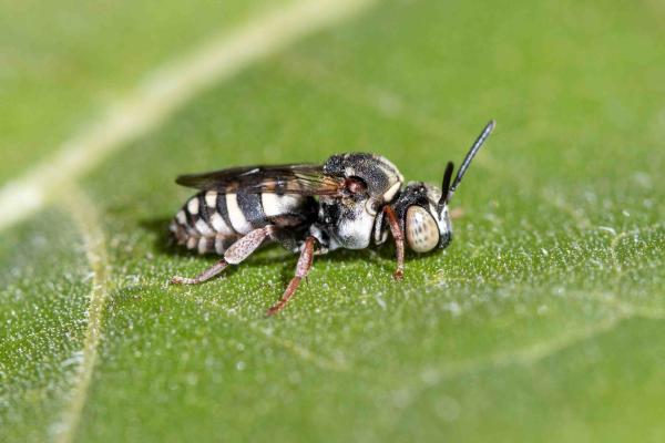 Les abeilles sauvages de Suisse Epéole croisé - Epeolus cruciger