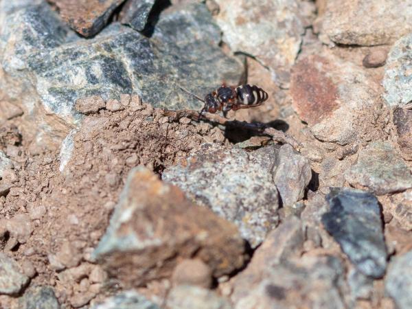 Les abeilles sauvages de Suisse Epéole alpin - Epeolus alpinus