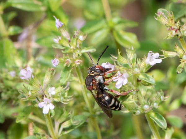 Les abeilles sauvages de Suisse Epéole croisé - Epeolus cruciger