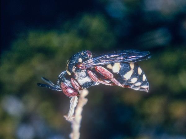 Les abeilles sauvages de Suisse Epéole tricolore - Epeolus variegatus