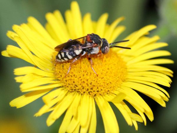 Les abeilles sauvages de Suisse Epéole tricolore - Epeolus variegatus