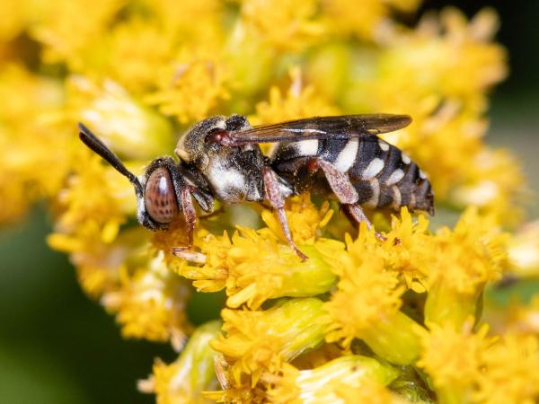 Les abeilles sauvages de Suisse Epéole tricolore - Epeolus variegatus