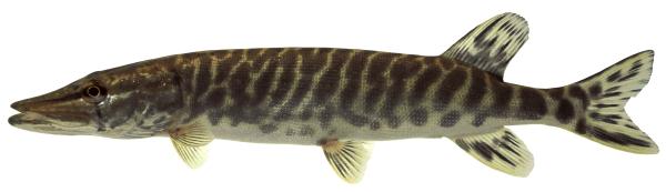 Fischen der Schweiz Hecht  - Esox lucius 