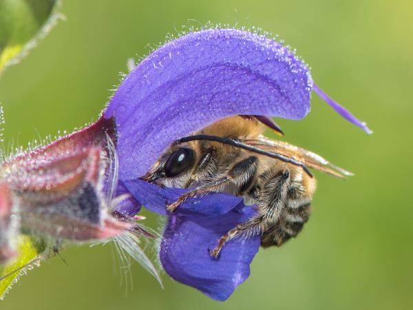 Les abeilles sauvages de Suisse Eucère de la Vesce - Eucera interrupta