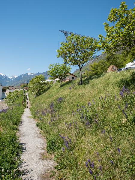 Les abeilles sauvages de Suisse Eucère de la Vesce - Eucera interrupta
