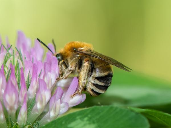 Les abeilles sauvages de Suisse Eucère noirâtre - Eucera nigrescens