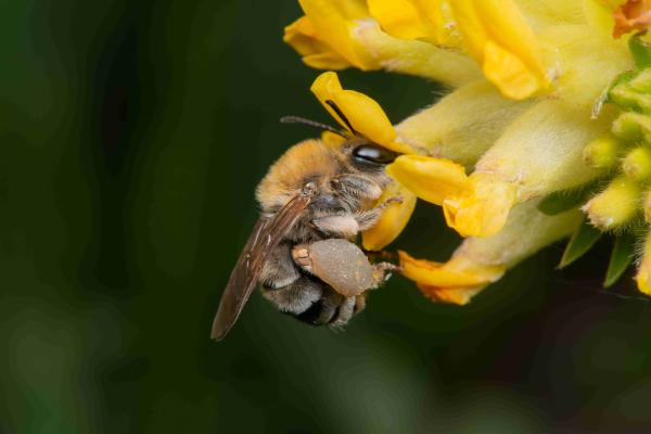 Les abeilles sauvages de Suisse Eucère noirâtre - Eucera nigrescens