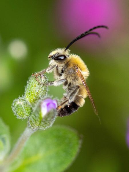 Les abeilles sauvages de Suisse Eucère noirâtre - Eucera nigrescens