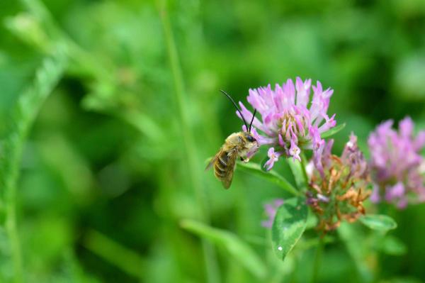 Les abeilles sauvages de Suisse  - Eucera pollinosa