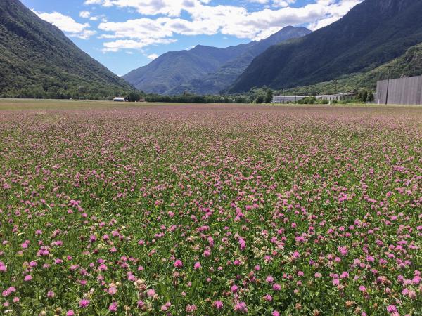 Les abeilles sauvages de Suisse  - Eucera pollinosa