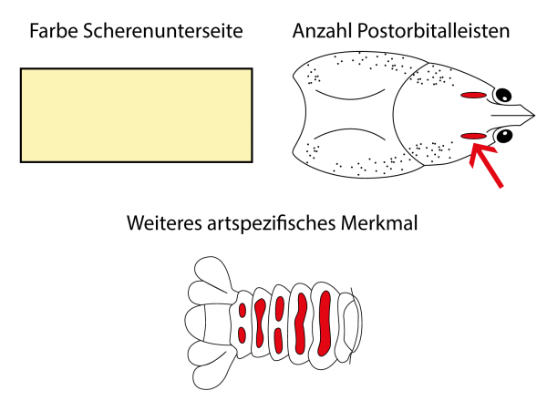 Kamberkrebs - Faxonius limosus