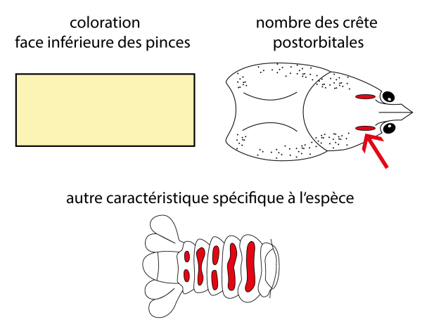  Ecrevisse américaine - Faxonius limosus