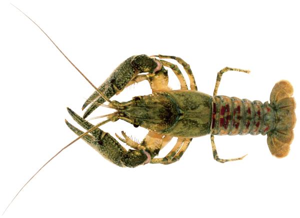  Ecrevisse américaine - Faxonius limosus