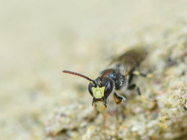 Wildbienen der Schweiz  - Hylaeus pilosulus