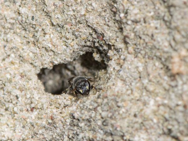 Wildbienen der Schweiz  - Hylaeus pilosulus